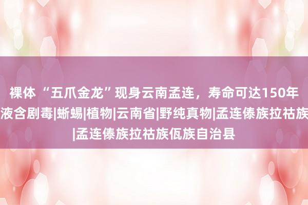 裸体 “五爪金龙”现身云南孟连，寿命可达150年，好斗，唾液含剧毒|蜥蜴|植物|云南省|野纯真物|孟连傣族拉祜族佤族自治县